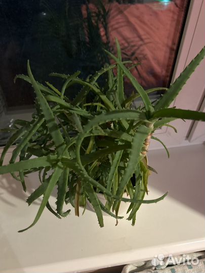 Алоэ столетник лечебный(о цене договоримся)