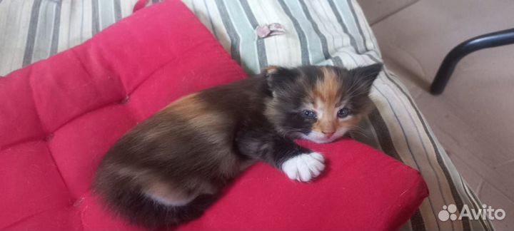 Отдам котенка только в добрые руки