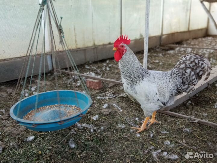 Домашняя птица - Утки и Петухи