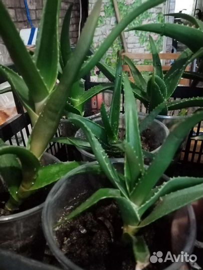 Алоэ лечебный