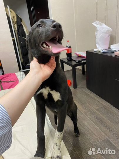 Преданный друг