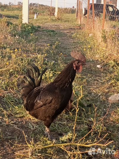 Молодые петухи Ухейлюй