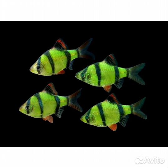 Рыбки аквариумные барбусы и аквариумы 5-65л