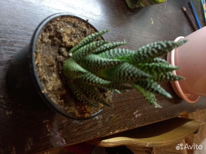 Суккуленты