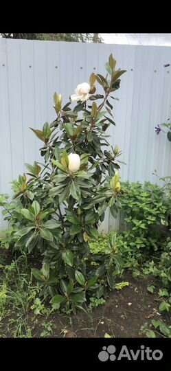 Магнолия вечнозеленая пурпан Нага Литл джем