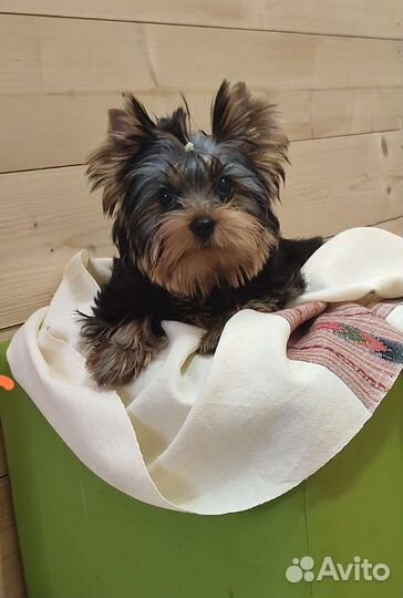 Йоркширский терьер РКФ