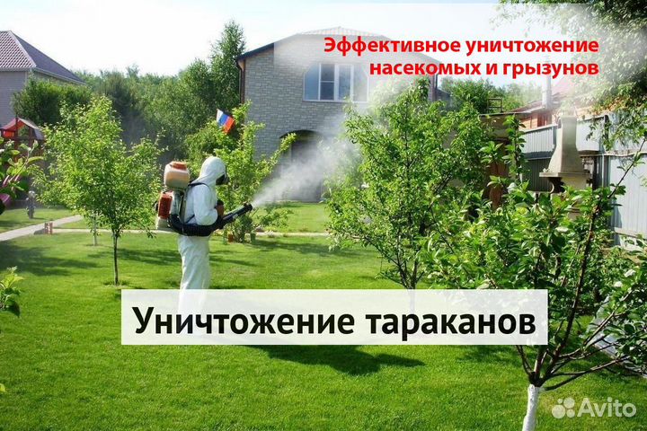 Уничтожение клопов тараканов грызунов грибка плесе