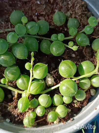 Крестовник Роули и Геррейна Крым