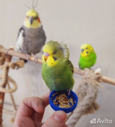 Птенец,волнистый попугай ручные
