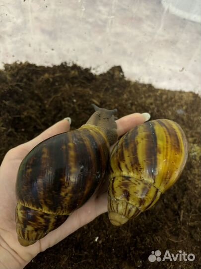 Улитки архахатина маргината овум