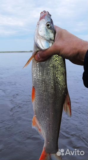 Свежая рыба, Фарш