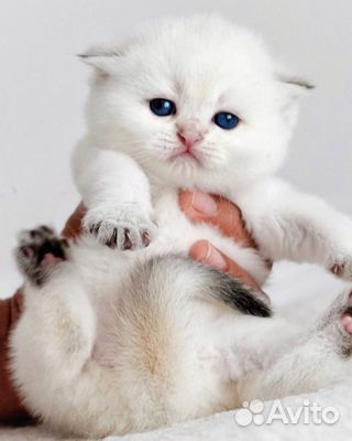 Котята шиншилята