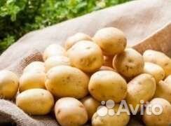 Картофель семенной и продовольственный