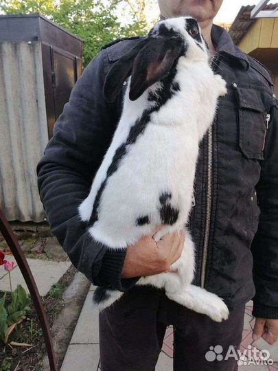 Кролики породы немецкий пестрый строкач