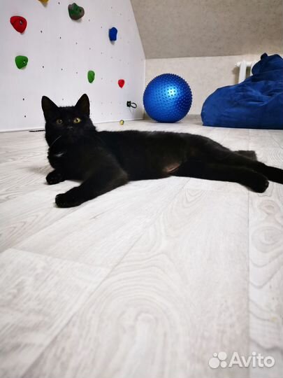 Кошка стерилизованная в добрые руки