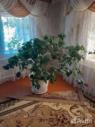 Гибискус китайская роза