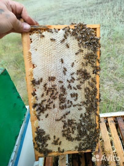 Мед с личных пасек