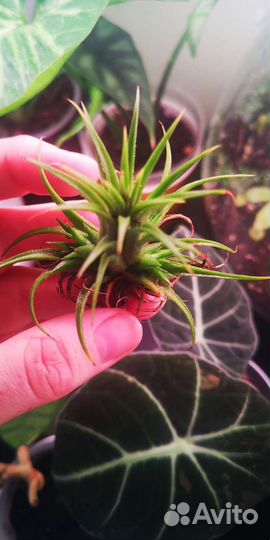 Тилландсия атмосферная