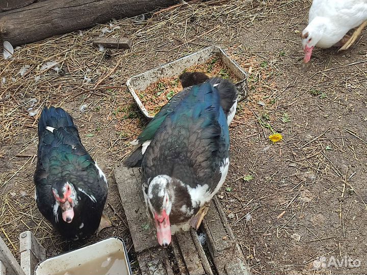 Селезень,индоутки