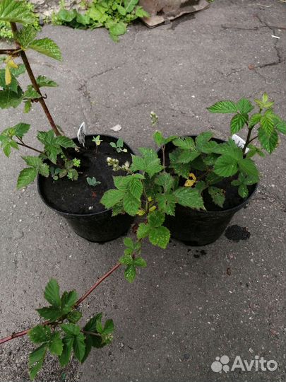 Ежевика Торн Фри и Блэк Сатин