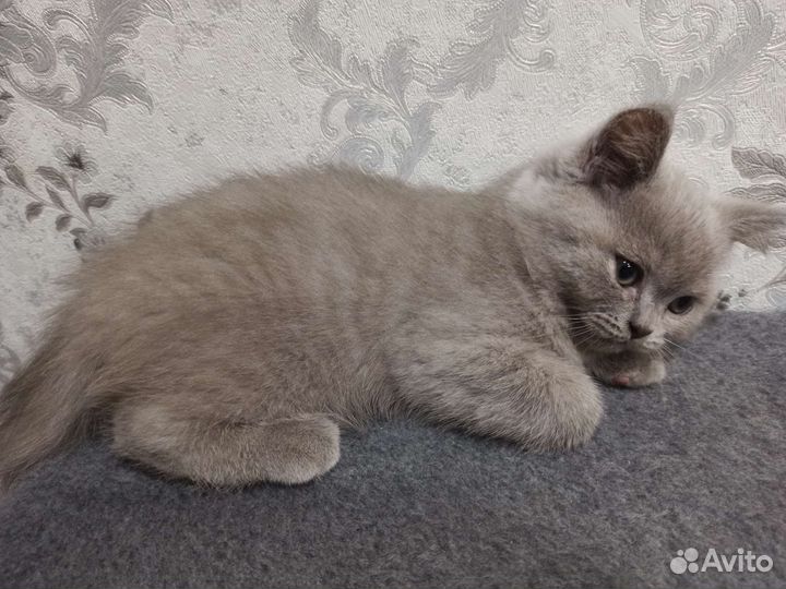 Британские вислоухие котята серые