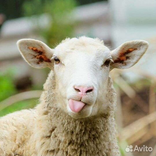 Бараны, ярки