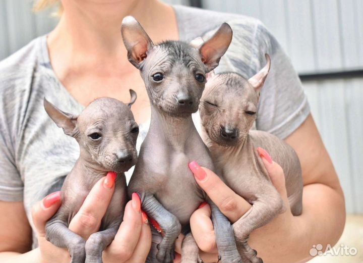 Щенки ксолоицкуинтли мини или мексиканская голая