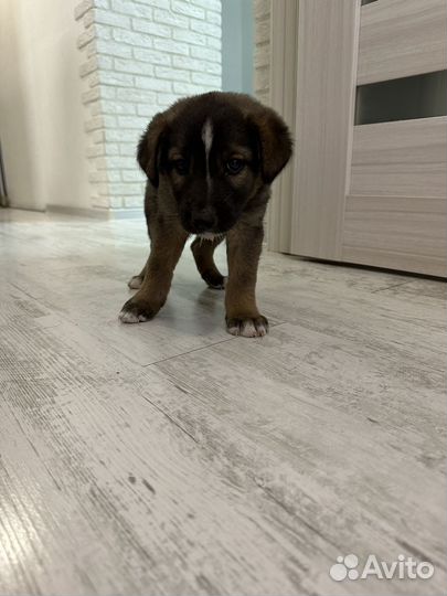 Щенок сторожевой