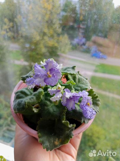 Фиалка цветущая