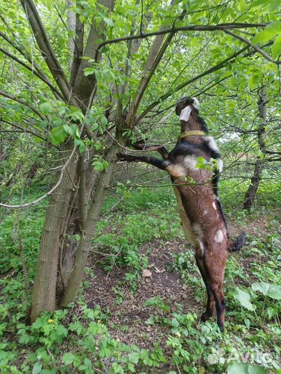 Нубийские козёл, козы и козлята