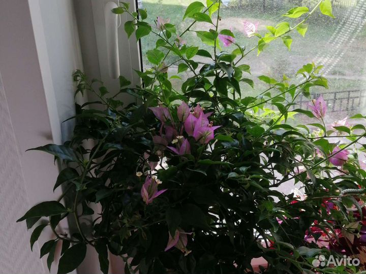 Бугенвиллия Глабра, Рубиана