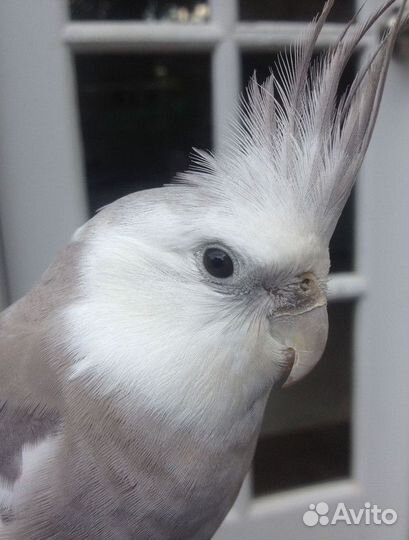 Корелла Безщекая