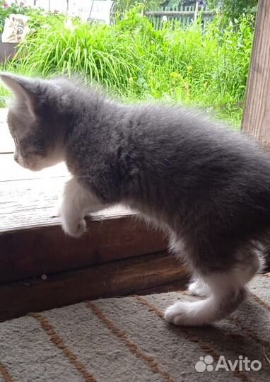 Котенок мальчик серый