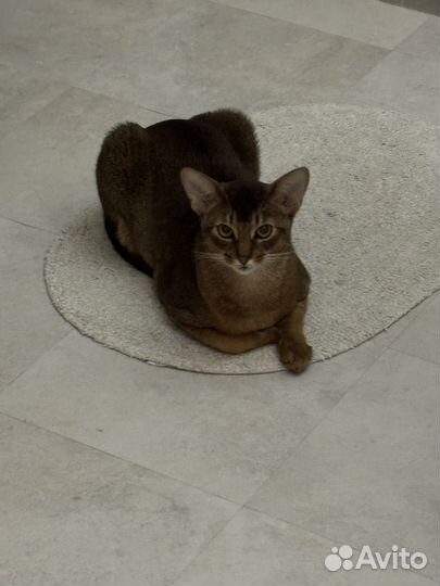 Вязка абиссинского кота