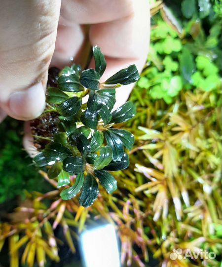 Буцефаландры. Аквариумные растения