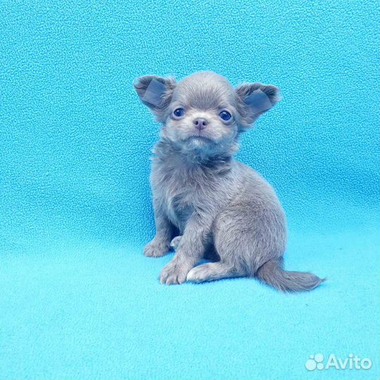 Щенки чихуа.Любой окрас и размер.Питомник