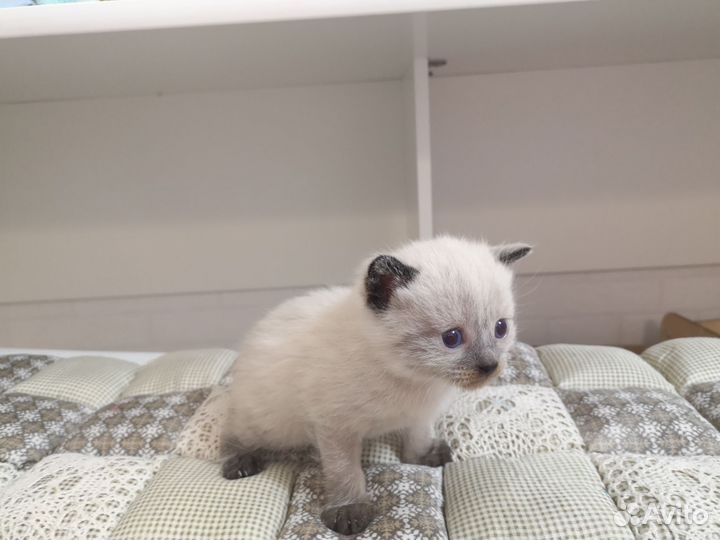 Котенок мальчик бесплатно