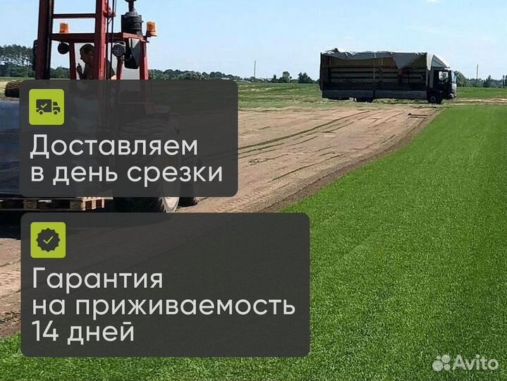 Натуральный рулонный газон для плодородной почвы