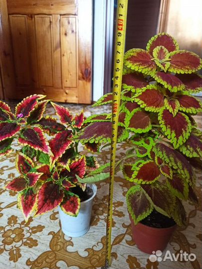 Декоративная Гинура, Колеус, Каланхоэ