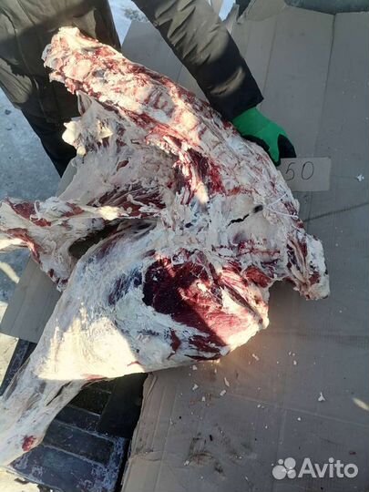 Продаю говядину