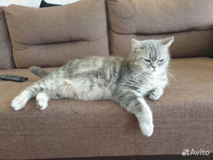 Котенок девочка