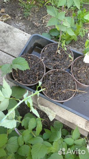 Еже малина тайберии кумберленд саж