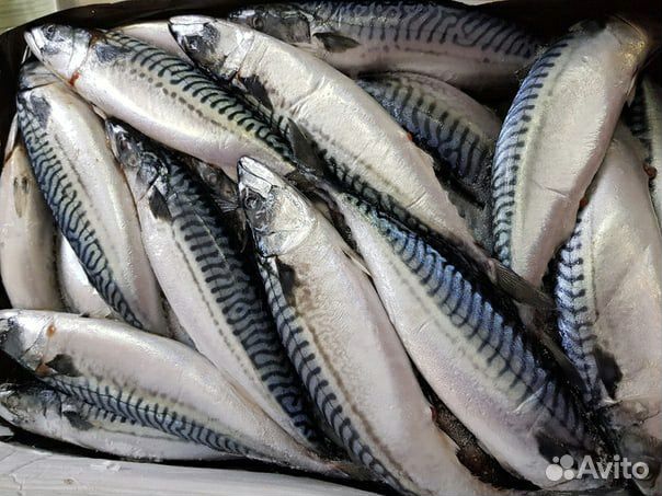 Скумбрия 500+