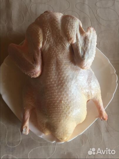 Свежие домашние Яйца мясо птицы