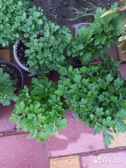 Хризантема мультифлора