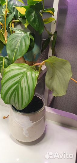 Комнатные растения цветы калатея монстера