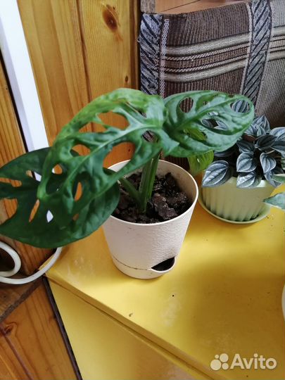 Домашние цветы в плошке и отростки