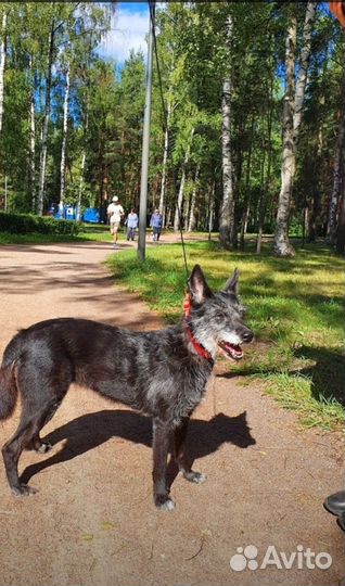 Добрая собачка