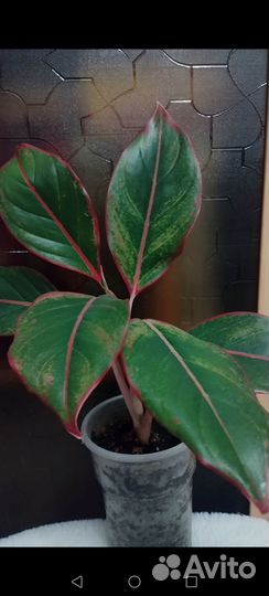 Комнатные цветы