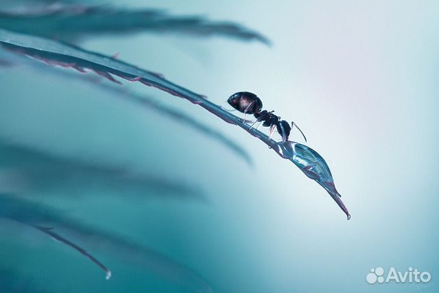 Макролинзы Close UP +10 фильтр для макро съёмки